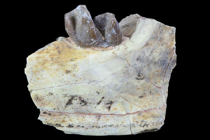 Hyracodon (Running Rhino) Jaw Section - South Dakota #90263